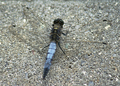 Großer Blaupfeil (Orthetrum cancellatum), Männchen. ©UdoSm