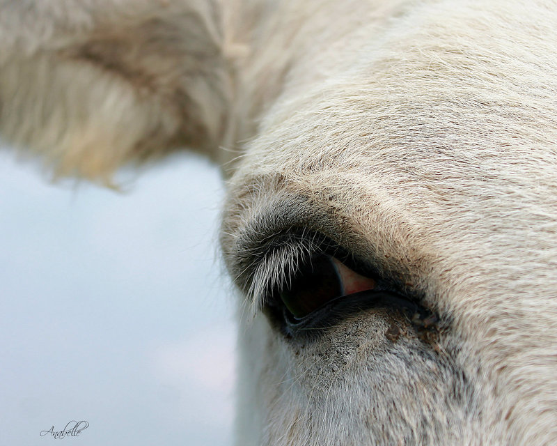 Regard ....