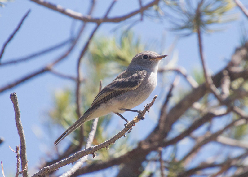 Gray Flycatcher