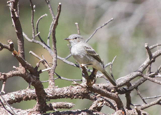 Gray Flycatcher