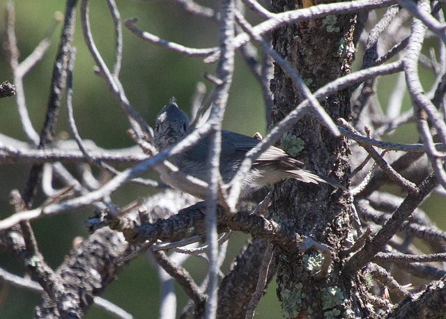 Juniper Titmouse