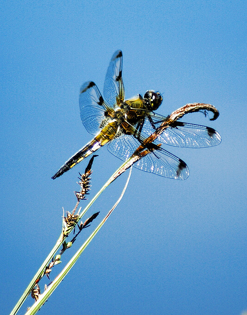 Vierfleck Libelle. Weibchen. ©UdoSm