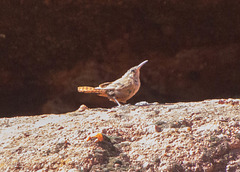 Canyon Wren