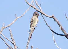 Olive-sided Flycatcher