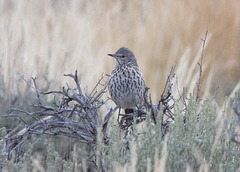 Sage Thrasher