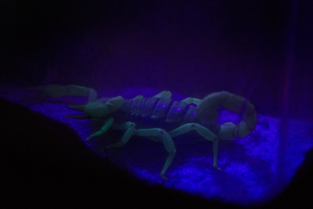 Scorpion at DBG