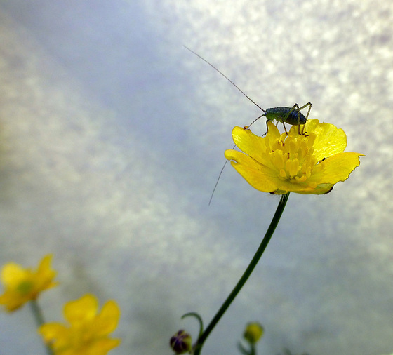 bush cricket