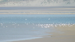 Many seagulls gathering at the shoreline