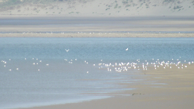 Many seagulls gathering at the shoreline