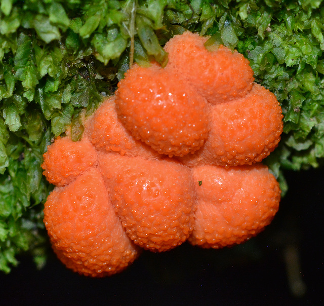 Slime Mould