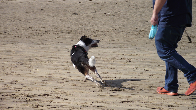 Very excited collie