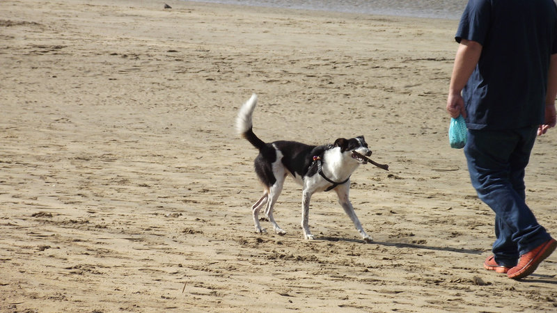 He's brought his stick back