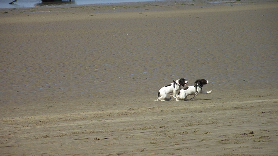 Two totally scatter brained dogs