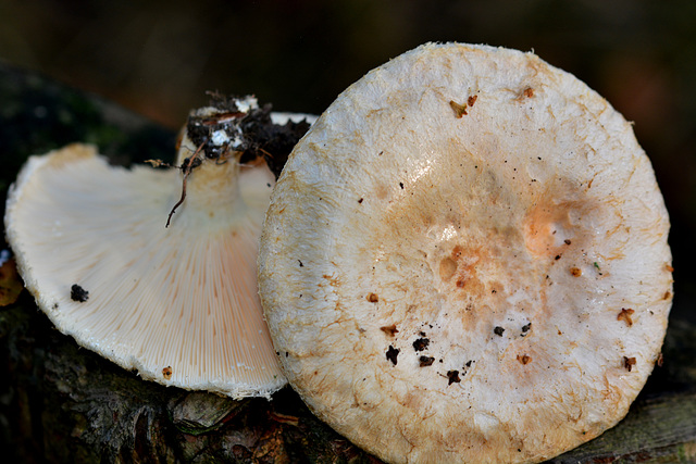 Milkcap