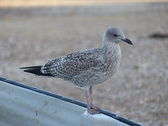 Immature Gull (1) - 31 August 2014