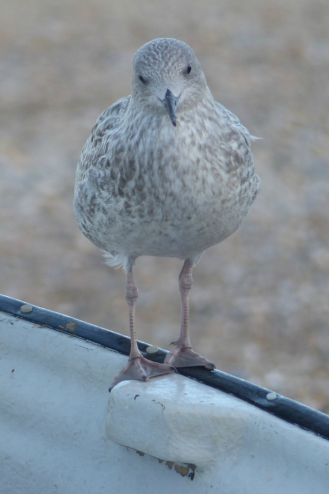 Immature Gull (2) - 31 August 2014