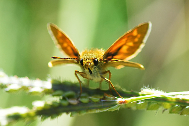 Large Skipper (Ochlodes sylvanus)