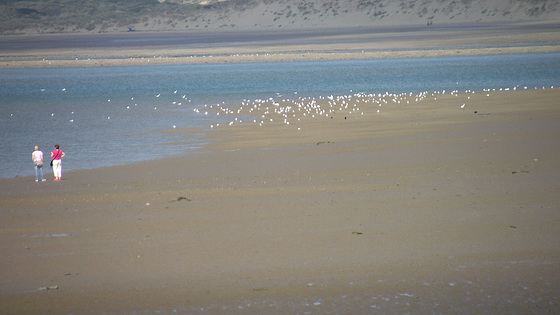 What has been dumped there for the gulls to explore