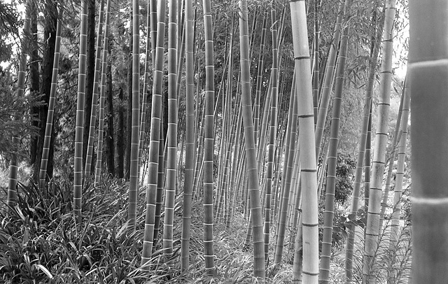 Bamboo_8