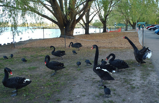 black swans at Lake Wendouree