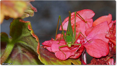 MON JARDIN