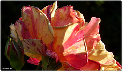 MON JARDIN MON JARDIN