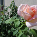 Rose de l'été...