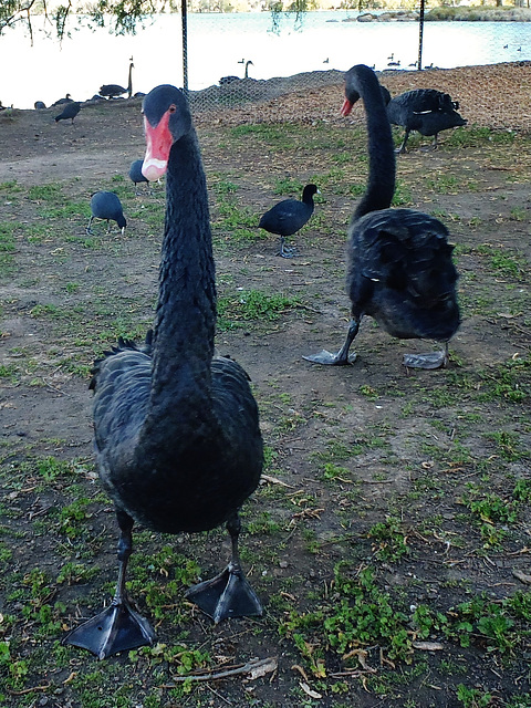 black swans at Lake Wendouree