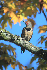 Northern Flicker