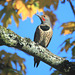 Northern Flicker