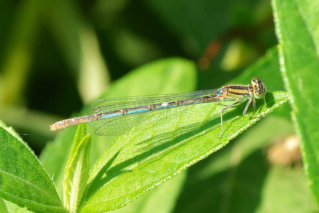 Blue-eye f (Erythromma lindenii) 4