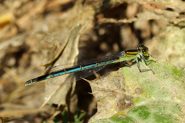 Blue-eye f (Erythromma lindenii) 6