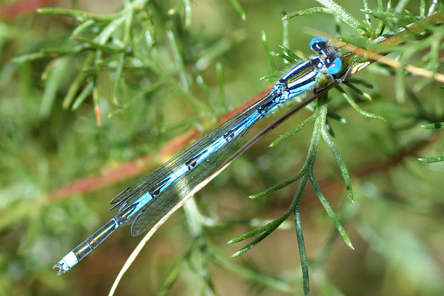 Blue-eye m (Erythromma lindenii) 7