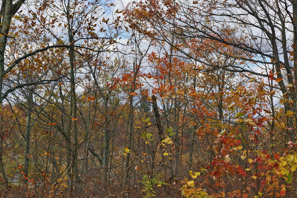Looking Up – High Point State Park, Sussex County, New Jersey