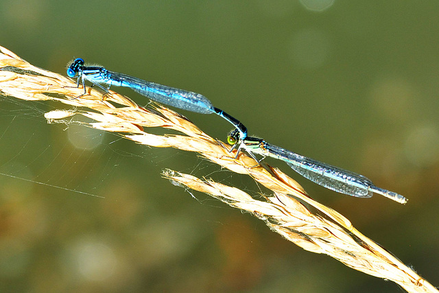 Blue-eye m +f in cop (Erythromma lindenii) 02