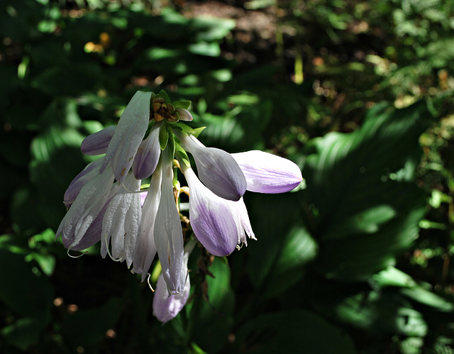 Hosta Blooms in the Woods