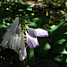 Hosta Blooms in the Woods