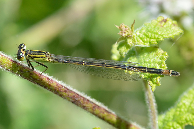 DSC 4526 Blue-eye f (Erythromma lindenii)