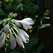 Hosta Blooms in the Woods