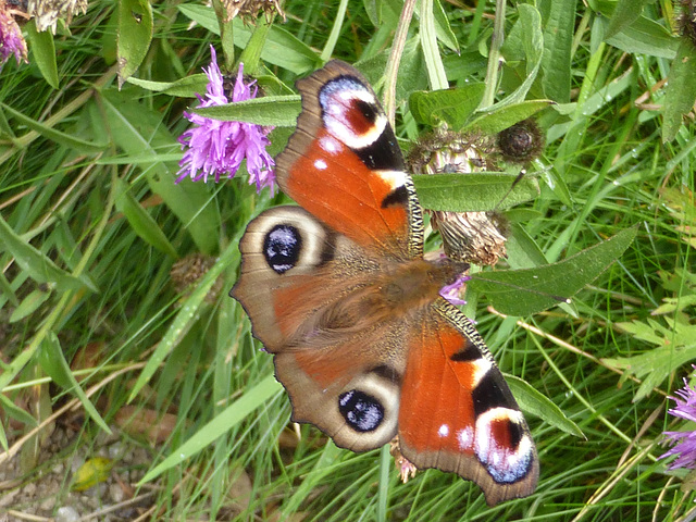 Peacock Butterfly