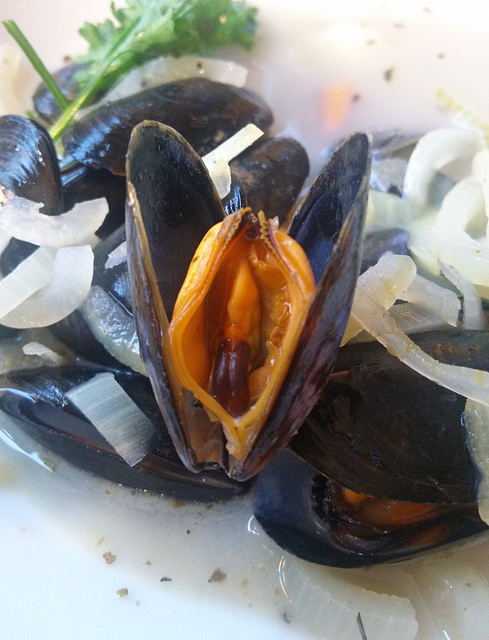 Saint-Marc-sur-Mer 2014 – Mussel