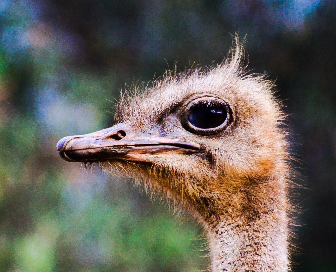 Strauß/Ostrich