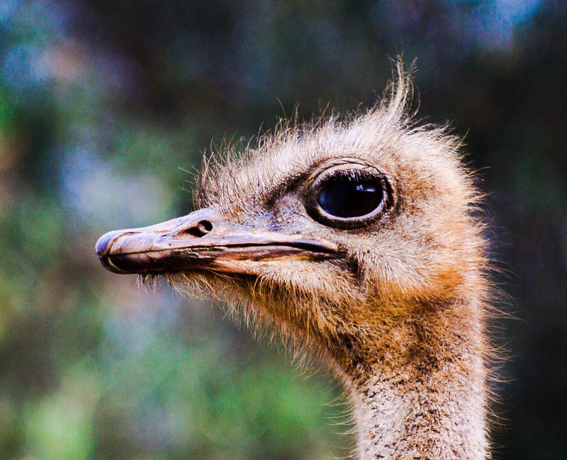 Strauß/Ostrich