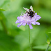 Bee on purple flower