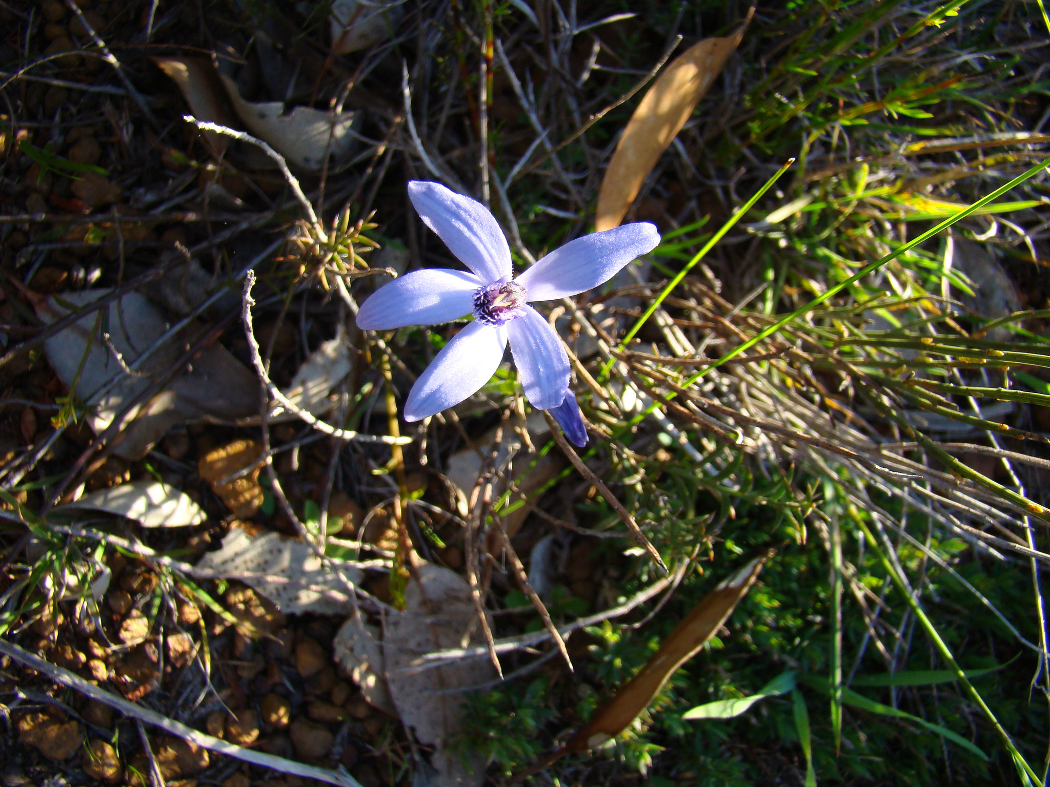 Blue fairies