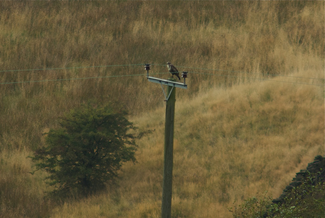 Buzzard