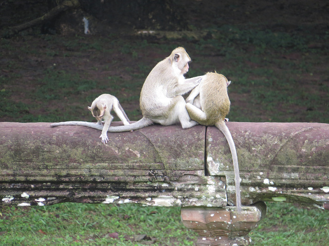 Angkor Vat : macaques, 2