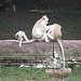 Angkor Vat : macaques, 2