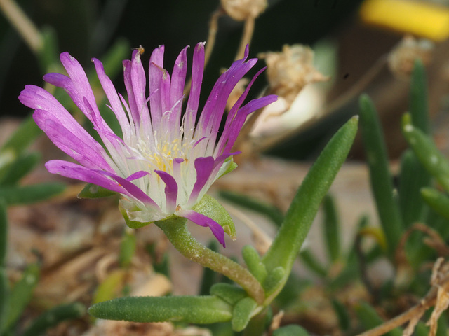 Lone Bloom in the Arid Pavilion