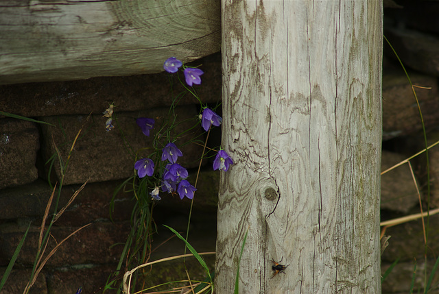 hare bells